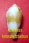 Conus tenuistriatus, Sowerby I 1857 (RKK 225)lep