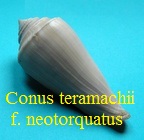 Conus teramachii f. neotorquatus, da Motta 1985