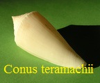 Conus teramachii, Kuroda 1956