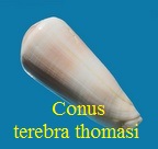 Conus terebra thomasi, Sowerby III 1881 