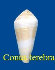 Conus terebra, Born 1778 (RKK 142)Virg.