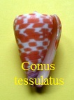 Conus tessulatus, Born 1778 (RKK 48)Tess