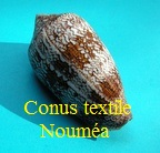 Conus textile Noumea 