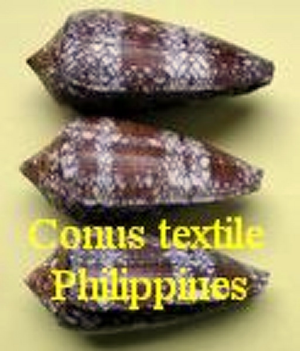 Conus textile Quezon philippines