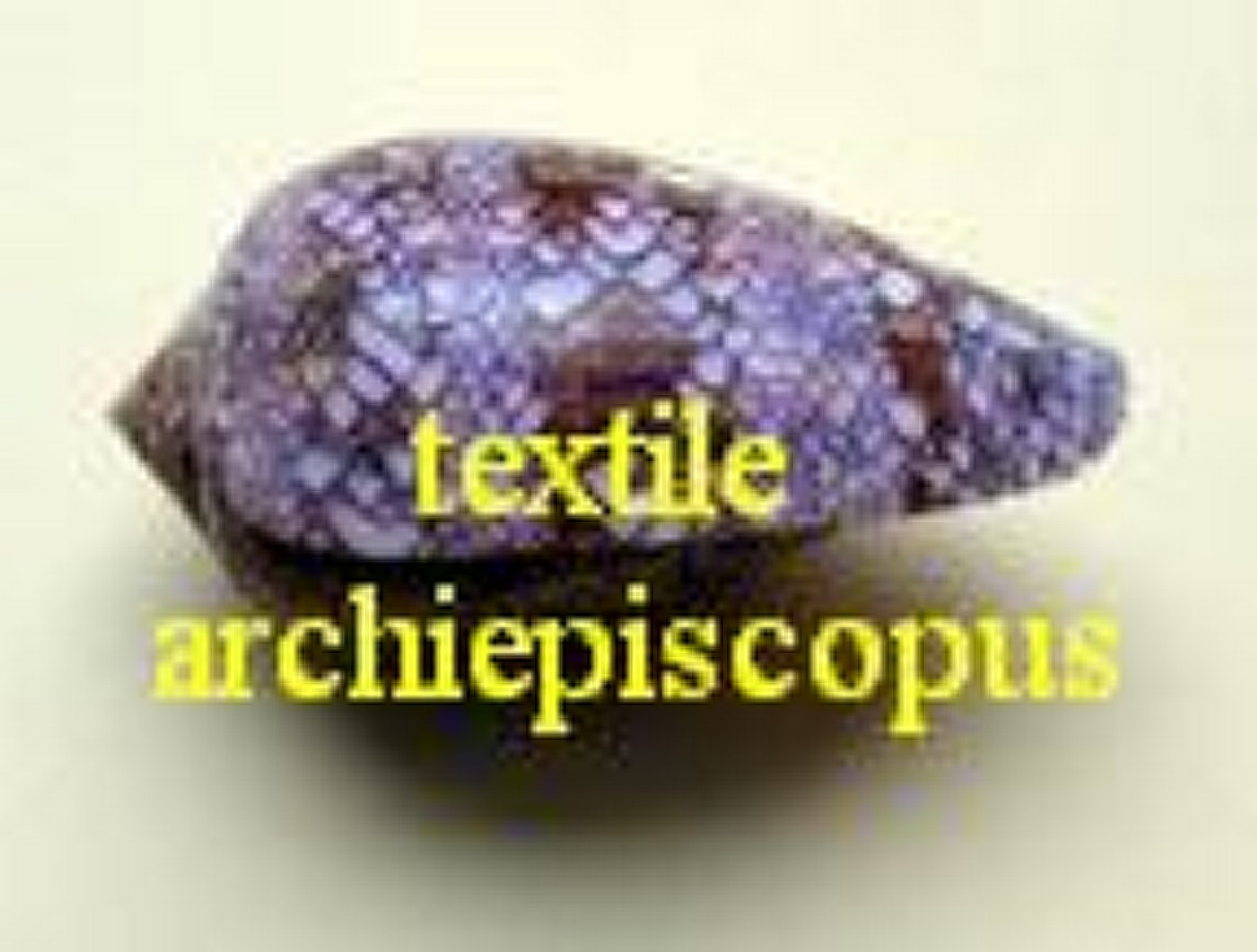 Conus textile f. archiepiscopus, Hwass in Bruguiere 1792