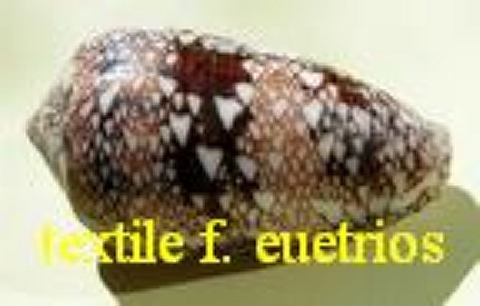Conus textile f. euetrios Sowerby III, 1882