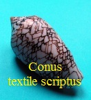 Conus textile f. scriptus