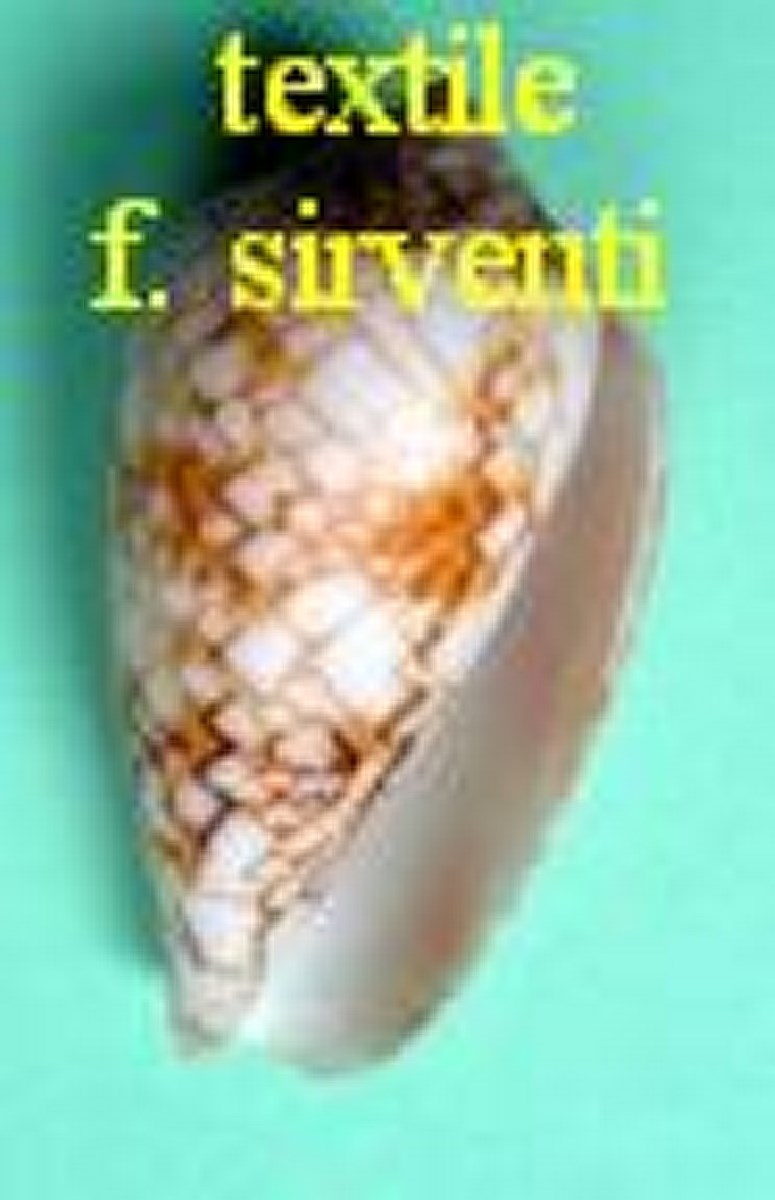 Conus textile f. sirventi, Fenaux 1943
