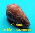 Conus textile f. suzannae, van Rossum 1990