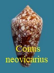 Conus Cylinder neovicarius, da Motta 1982