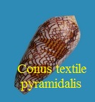 Conus textile pyramidalis, Lamarck 1810