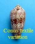 Conus textile variation