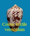 Conus textile f. verriculum madagascar