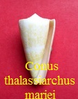 Calibanus thalassiarchus mariei