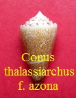 Conus azona thalassiarchus, Sowerby I 1834