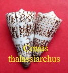 Conus thalassiarchus, Sowerby I 1834