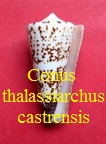 Conus thalassiarchus var depriesteri (Wills, 1972)