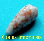 Conus timorensis, Hwass in Bruguière 1792