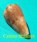 Conus tinianus variantes