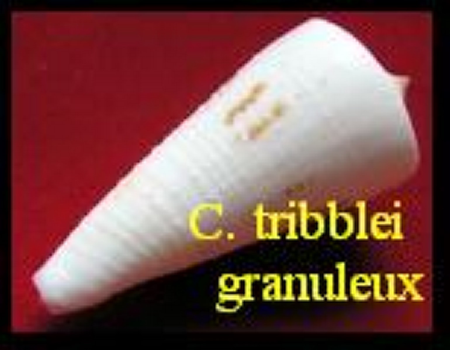 Conus tribblei tribblei, Walls 1977 (RKK 102) 
