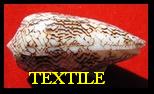 TEXTILE curieux, LINNE 1758 
