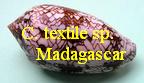 Conus textile sp. Madagascar