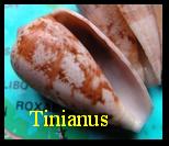 tinianus