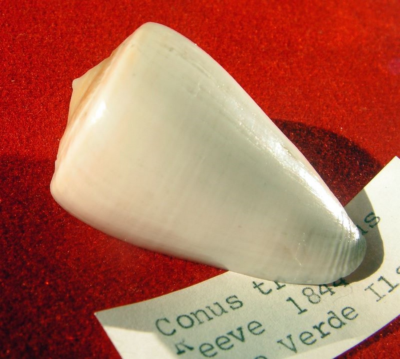 Trovaoconus trochulus (Reeve, 1844) C_troch10