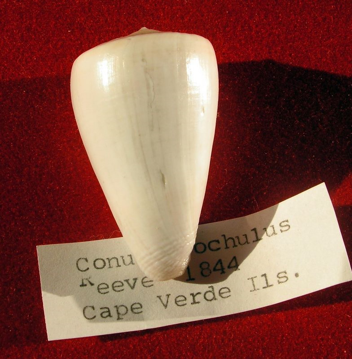 Trovaoconus trochulus (Reeve, 1844) C_troch11