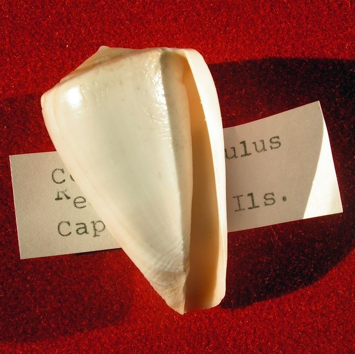 Trovaoconus trochulus (Reeve, 1844) C_troch13