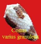 Conus varius, L. 1758