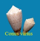 Conus varius, L. 1758