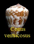 Conus ventricosus, Gmelin 1791