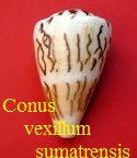 Conus sumatrensis, Hwass in Bruguière 1792 (RKK91)rhi 