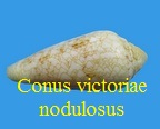 Conus victoriae nodulosus, Sowerby II 1866
