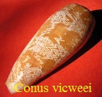 Conus vicweei, Old 1973 