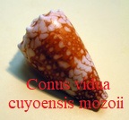 Conus vidua cuyoensis, Lorenz & Barbier 201