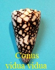 Conus vidua vidua, Reeve 1843