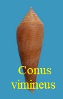 Conus vimineus, Reeve 1849