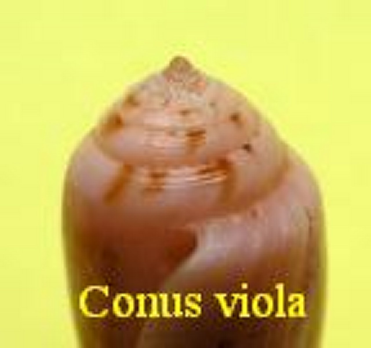Conus viola, Cernohorsky 1977 (RKK 218)
