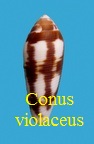 Conus violaceus, Gmelin 1791 (RKK 227)