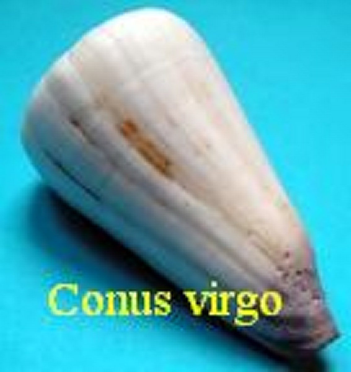 Conus virgo, L. 1758 