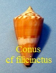 Conus cf. filicinctus (Schepman, 1933)