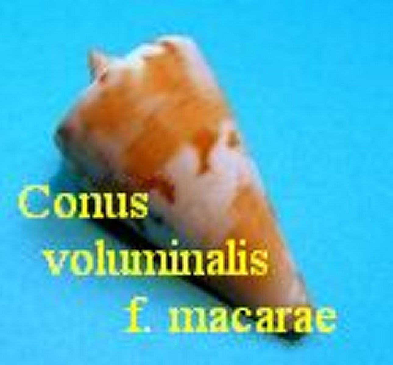 Conus voluminalis f. macarae, Bernardi 1857 (RKK 135)