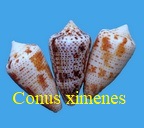 Conus ximenes, Gray 1839