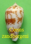 Conus zandbergeni, Filmer & Moolenbeek 2010