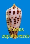 Conus zapatosensis, Röckel 1987 (Rkk 179)