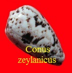 Conus zeylanicus, Gmelin 1791 (Rkk 44) pun