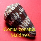 Conus zonatus maldives