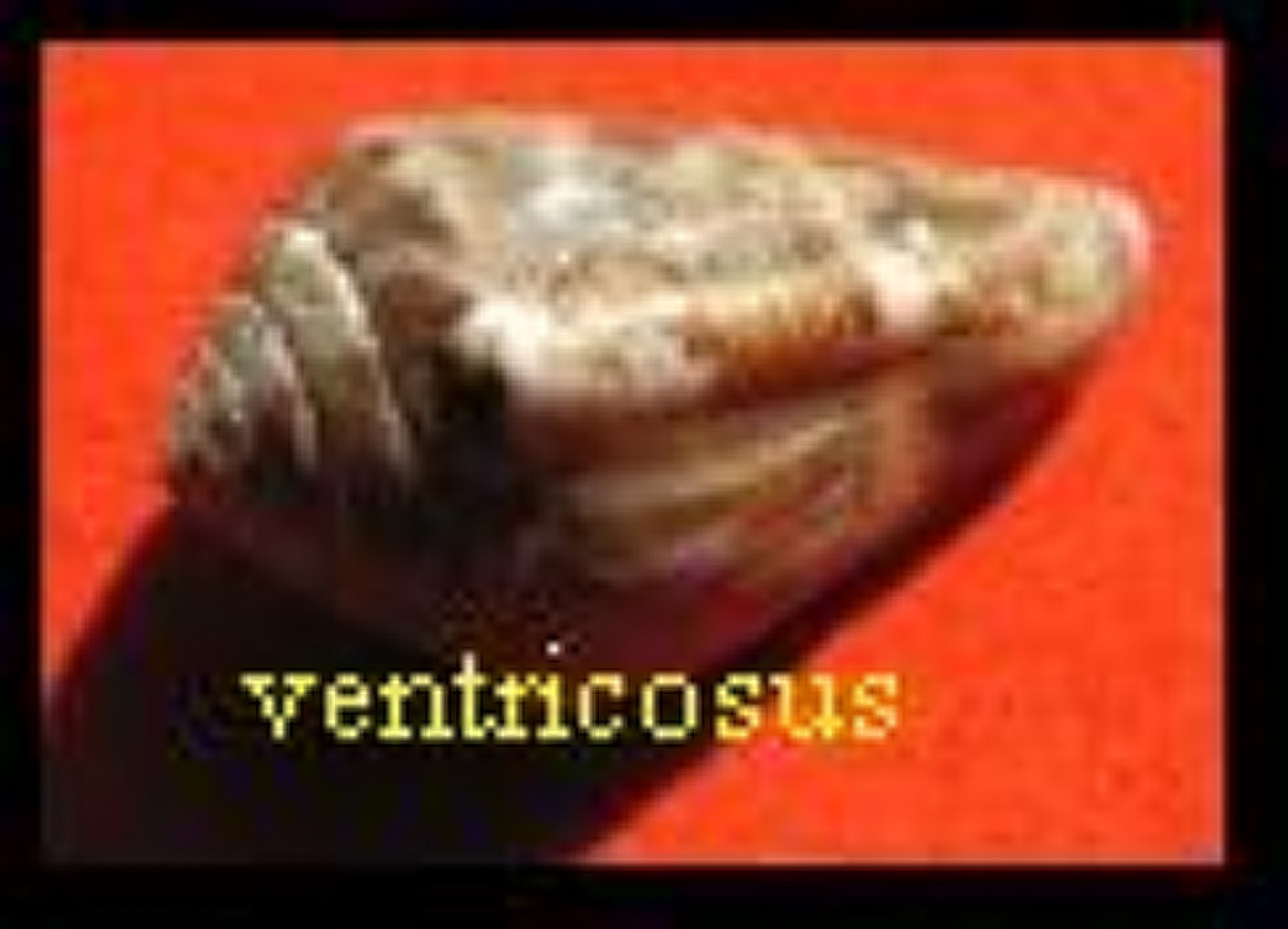 VENTRICOSUS